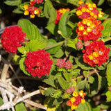 Set 2 Trailing Lantana Plants Live for Planting, 6-9" Height, Ornamental Lantana Live Plants Ready to Grow (Red Lantana)