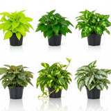 Set 6 Assorted Pothos Live Plants, Live Pothos Plant Indoor, 4 to 6 Inc Tall, Easy Care Indoor Outdoor Houseplants Plants, No Pot