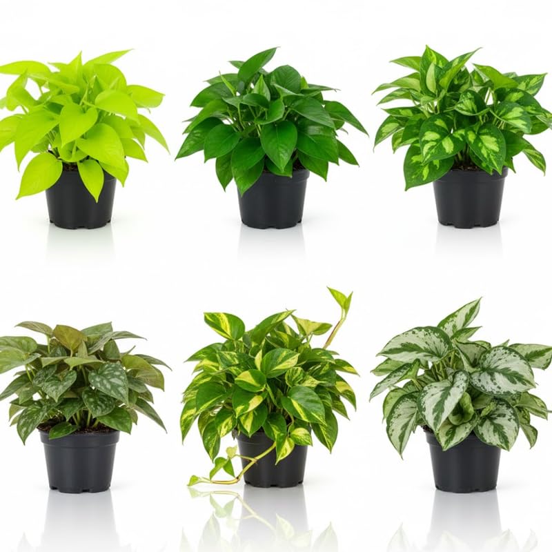 Set 6 Assorted Pothos Live Plants, Live Pothos Plant Indoor, 4 to 6 Inc Tall, Easy Care Indoor Outdoor Houseplants Plants, No Pot