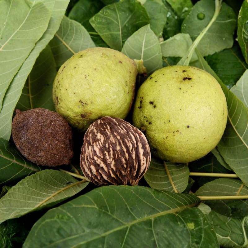 Set 2 Black Walnut Tree Bare Root 12-16'' Tall, Nut Tree Seedling for Yard and Garden Planting