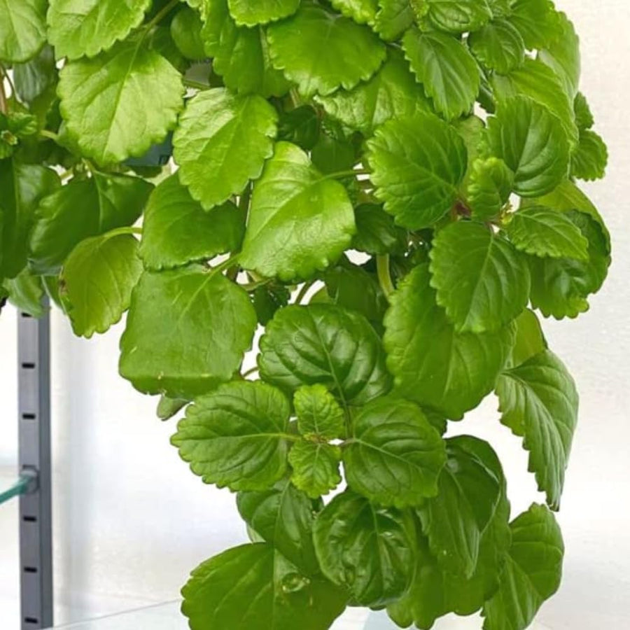 2 Green Swedish Ivy Plants Live for Planting - in 2 Inch Pot - Swedish Ivy Mint Seedlings 5" Tall