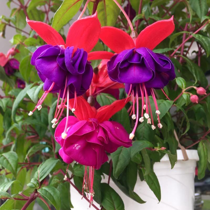 Blue Fuchsia Plant Live in 5-Inch Pot, Hanging Basket Flower, Hardy Fuchsia Vine for Shade Gardens, USDA Zones 8-11