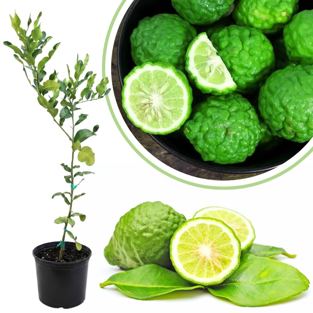 Grafted Green Lime Tree Live, 4 Feet Tall Citrus Plant for Outdoor or Container Growing, Fragrant Leaves and Fruit