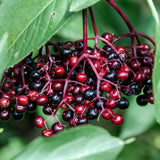 Elderberry Plant, 6-12" Tall in Pot, Black Elderberry Fruit Plants Live for Planting Outdoor Garden
