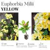 Euphorbia Milii Live Plant, Crown of Thorns Live Plant, Mix Flower Houseplant, 5-8 Inc Tall, Cold Hardy (Yellow)