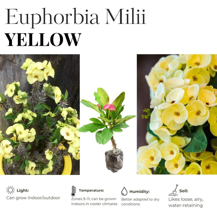 Euphorbia Milii Live Plant, Crown of Thorns Live Plant, Mix Flower Houseplant, 5-8 Inc Tall, Cold Hardy (Yellow)
