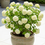 Viburnum Live Plant, Snowball Bushes Ready to Plant, 2.5 Inc Pot, 4-8 Inc Tall, Bare Root Plant, Snowball Viburnum Bush, White Bloom, Hardy Shrub for Landscaping, Outdoor Garden