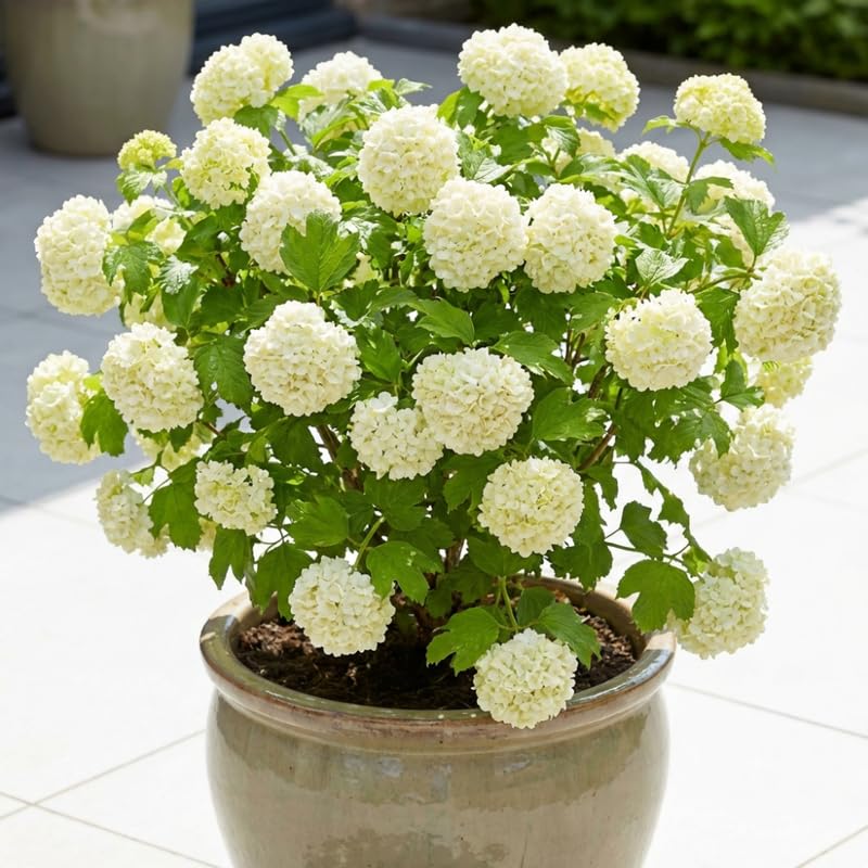 Viburnum Live Plant, Snowball Bushes Ready to Plant, 2.5 Inc Pot, 4-8 Inc Tall, Bare Root Plant, Snowball Viburnum Bush, White Bloom, Hardy Shrub for Landscaping, Outdoor Garden