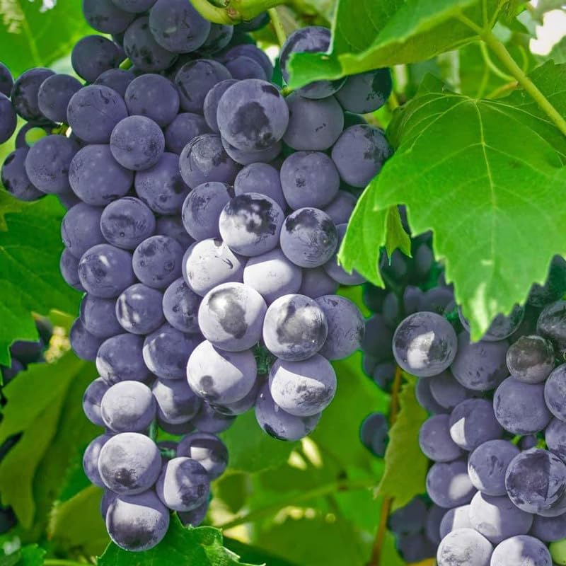 Blue Purple Grape Vine Plant, Bareroot 1-2 Years Olds, Grape Plant Live for Planting, Grape Fruits Tree Live Plant