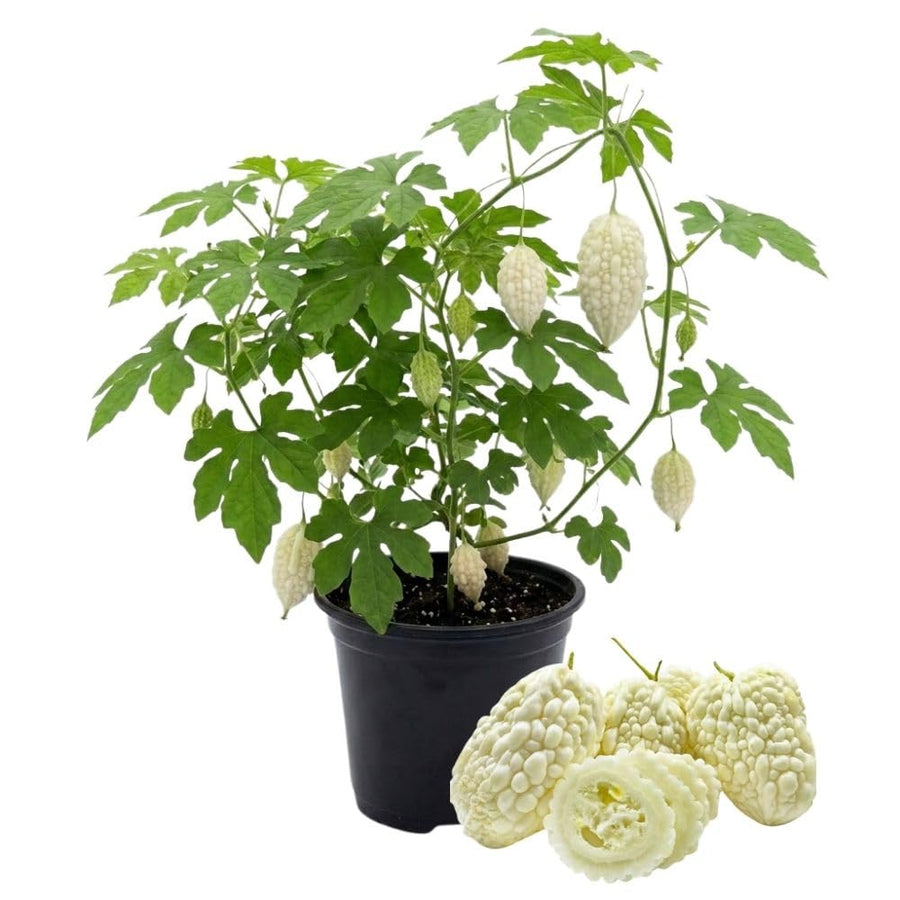 White Jade Bitter Melon Plant Live 4 Inch Pot, Bittermelon Plant 6-8" Tall, Vegetable Plants Seedlings for Planting in Garden