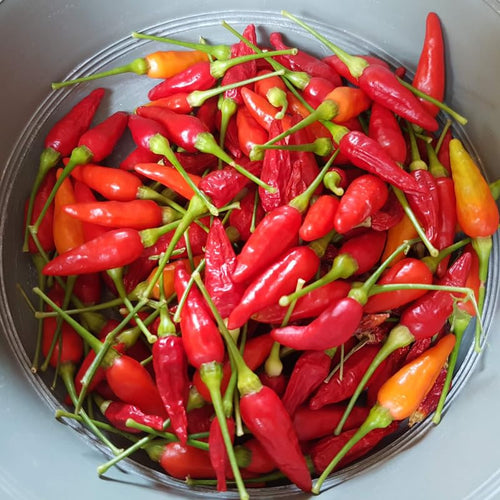 100 Bird Chili Pepper Seeds, Thai Hot Pepper Seeds for Planting Garden, Containers, and Indoor Growing