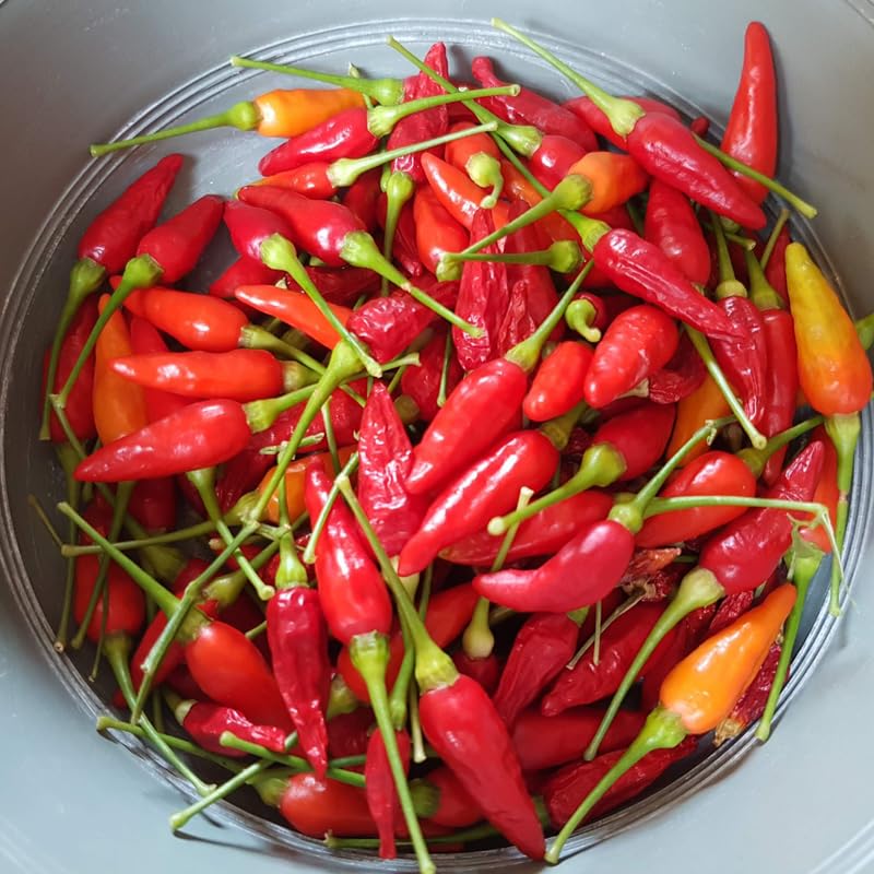 100 Bird Chili Pepper Seeds, Thai Hot Pepper Seeds for Planting Garden, Containers, and Indoor Growing