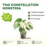 2 Rare Philodendron Live Plants Varieties Collection, Philodendrons Plants Size 5-9 Inc for Indoor Houseplant Décor, Ornamental Tropical Well-Rooted (Monstera Thai Constellation - Very Rare)
