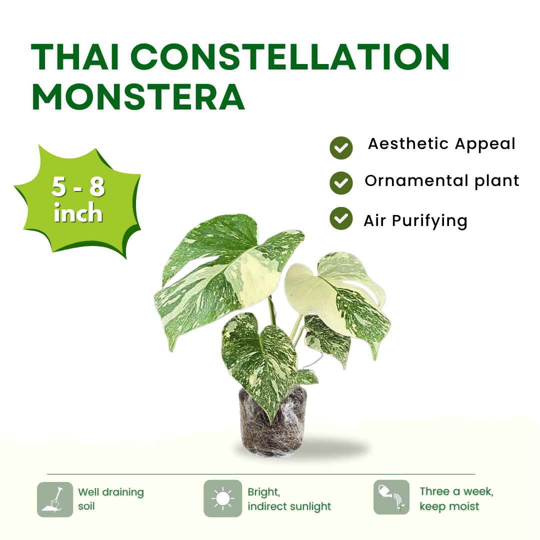 2 Rare Philodendron Live Plants Varieties Collection, Philodendrons Plants Size 5-9 Inc for Indoor Houseplant Décor, Ornamental Tropical Well-Rooted (Monstera Thai Constellation - Very Rare)