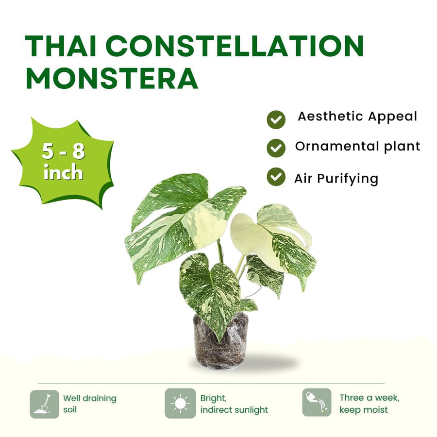 2 Rare Philodendron Live Plants Varieties Collection, Philodendrons Plants Size 5-9 Inc for Indoor Houseplant Décor, Ornamental Tropical Well-Rooted (Monstera Thai Constellation - Very Rare)
