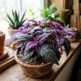 Gynura Velvet Plant, Purple Passion Plant, Velvety Purple Leaves, 4 Inches Pot 4-7 Inches Tall, Well Rooted for Indoor Houseplant