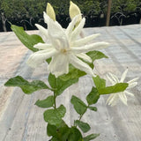 Common Jasmine Plant, Fragrant Jasmine Flower Vine 4-8 Inches Well Rooted for Container, Hanging Basket Growing