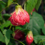 3 Abutilon Plants Live to Grow 5 to 9 Inch Tall, Lantern Abutilon Flowering Live Plants, Ornamental Abutilon Well Rooted Plug (Orange Abutilon Plants)