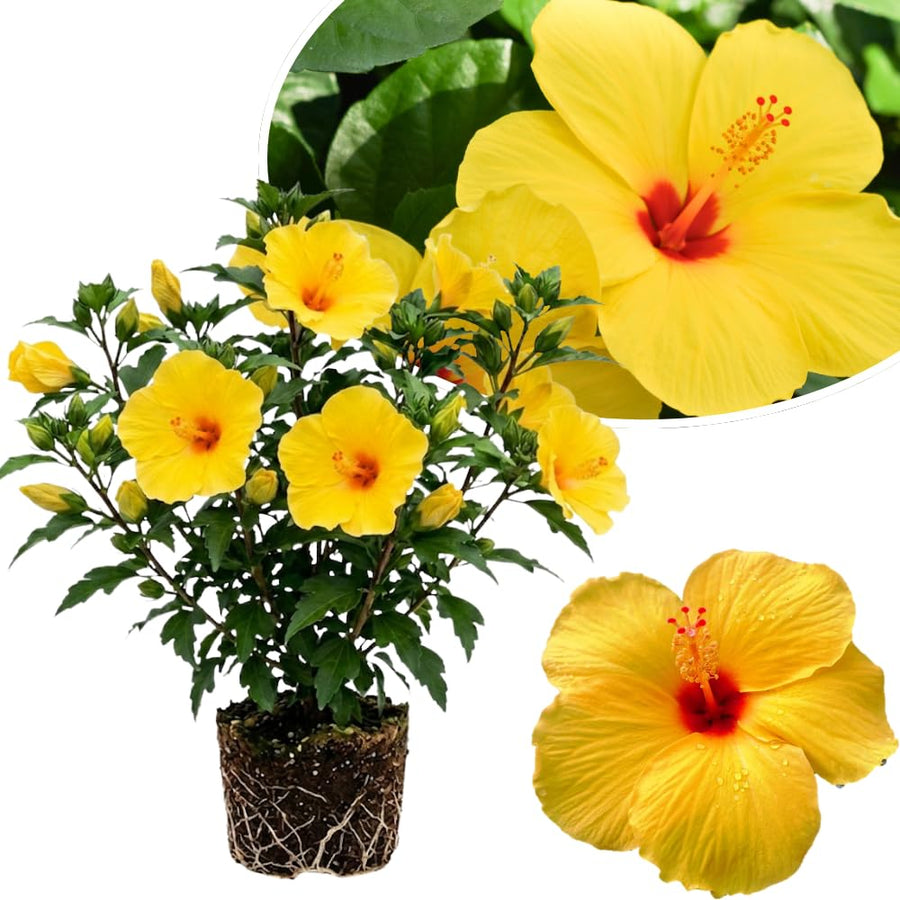 Red Yellow Hibiscus Plant Live, Well-Rooted Hibiscus Flowers, 5-7 Inches Tall, Tropical Flowering for Indoor Outdoor Planting