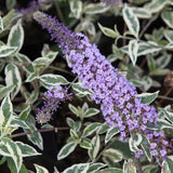 Butterfly Bush Plant for Planting, Size 5 to 7 Inch Tall Plant, Without Pot, Butterfly Bushes Plants (Dark Pink Flowers)