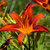 3 Red Orange Daylily Bulbs for Planting, Reblooming Daylilies Roots, Hardy Perennial Flowers Bulbs, Gardens and Borders Planting