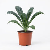 Blue Kale Live Plant in 4″ Pot, Well Rooted Kale Plants, Vegetable for Garden or Container Planting