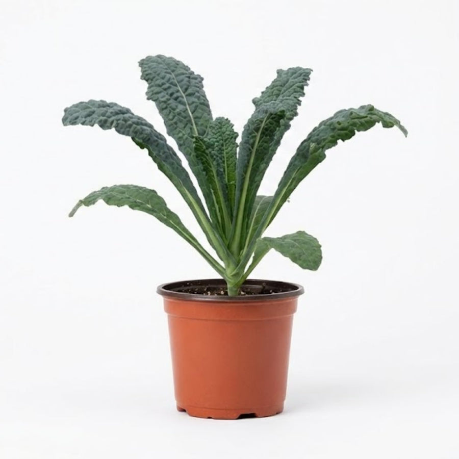 Blue Kale Live Plant in 4″ Pot, Well Rooted Kale Plants, Vegetable for Garden or Container Planting
