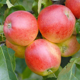 Gala Apple Tree Live Plant for Planting, Bareroot, 2-3 Feet Height, Apple Plant Live for Planting, Live Apple Tree Plant, Sweet Apple Fruit Tree, Dormant