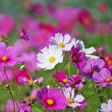 500 Mix Cosmos Flower Seeds, Cosmos Seeds for Planting Outdoor