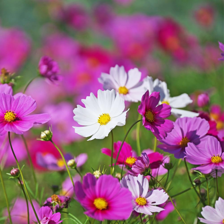 500 Mix Cosmos Flower Seeds, Cosmos Seeds for Planting Outdoor