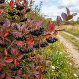 Set 2 Black Chokeberry Plant Seedlings, 2-3 Years Old Aronia Berry Bare Roots 12-18 Inches, Hardy Outdoor Berry Plant