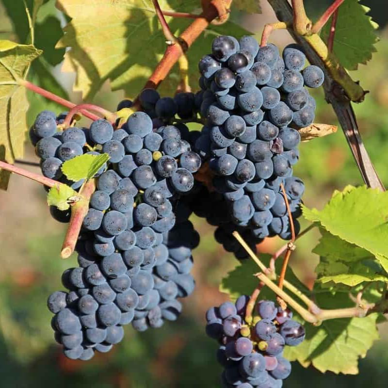 Grape Vine Plant Live for Planting Outdoor, Cold Hardy Grape Plant Live 1-2 Years Old, Well-Rooted Fruit Vine for Garden or Trellis (Black Grape)