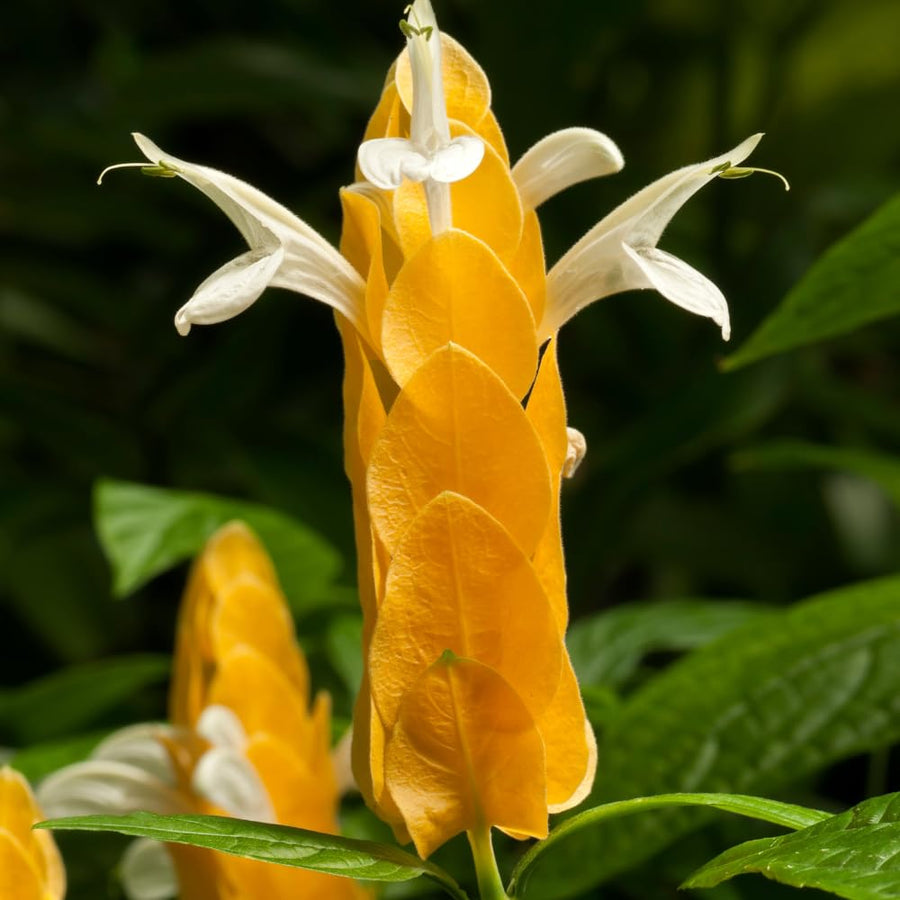 Live Yellow Shrimp Plants, 2 Plants, Shrimp Plants Live for Garden, 4 to 6 Inches
