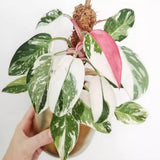 2 Rare Philodendron Live Plants Varieties Collection, Philodendrons Plants Size 5-9 Inc for Indoor Houseplant Décor, Ornamental Tropical Well-Rooted (Random Philodendron Plants)