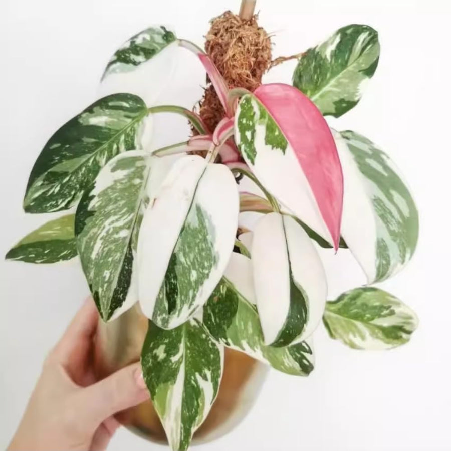 2 Rare Philodendron Live Plants Varieties Collection, Philodendrons Plants Size 5-9 Inc for Indoor Houseplant Décor, Ornamental Tropical Well-Rooted (Random Philodendron Plants)