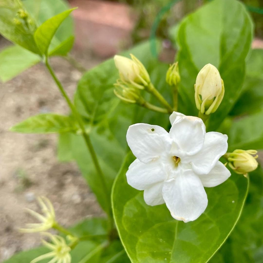 Arabian Jasmine Plant Live, Maid of Orleans Sambac Jasmine Live Plants Climbing Vine Indoor Outdoor Fragrant Flower Garden Planting