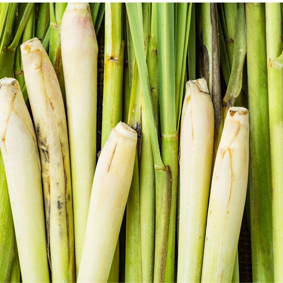 400 Lemongrass Herb Seeds, Culinary Lemongrass Herb Seeds for Home Garden, Patio Pots and Containers