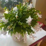 White Thanksgiving Cactus in 4" Pot for Spring Planting, Indoor Outdoor Home Decor