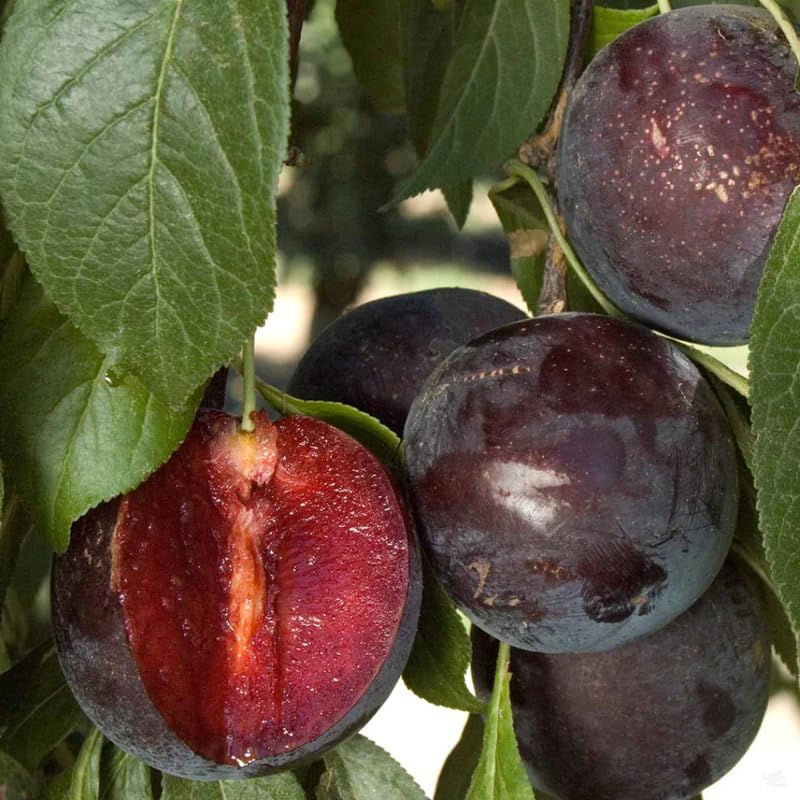 1 Year Old Plum Tree Live Plant for Planting, 12"-18" in Height, Plum Tree for Spring Gardening, Winter Hardy, Dormant Bare Root