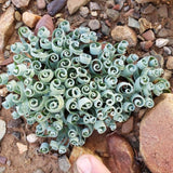 Albuca Plant Live Bare Root Succulent Live Plant, Rare Curly Leaf, Easy Care Indoor Plant for Collectors