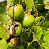 Set 2 Black Walnut Trees,12-18 Inch Bare Root, Walnut Fruit Tree Plant for Gardening