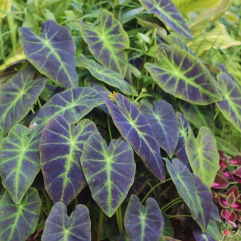 2 Alocasia Live Plants, Live Alocasia Plants Indoor, 3 to 5 Inches, Colocasia Plant, Elephant Ear Esculenta Taro Colocasia Plant House Plant (Green Black)