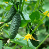 Live Green Cucumber Plant Live, Cucumber Vegetable Plant, 6-8 Inches Tall in 4 Inch Pot, Vine Vegetable Plants for Garden Beds and Containers
