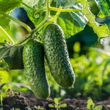 Cucumber Plants Live, 6-8 Inches Tall in 4 Inch Pot, 2 Plants Per Pot, Vegetable Plants for Garden or Containers
