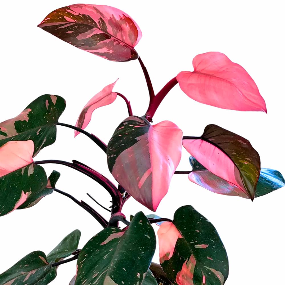 Philodendron Live Plant, Rare Houseplant, 5-8" Tall Tropical Foliage Indoor Plant for Decoration Home Garden (Pink Philodendron)