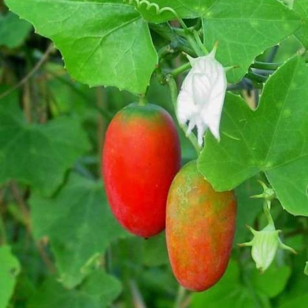 Ivy Gourd Plant Live, 8 to 12 Inc Tall, Little Gourd Live Plant Pot Vegetable Plant Half Gallon Pot