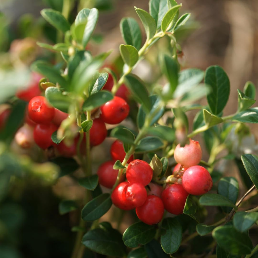 Set of 2 Live Cranberry Plants, 3 to 5 Inches Tall, Sweet Berry Seedlings for Containers, Raised Beds, and Gardens