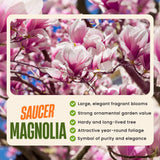 Saucer Magnolia Plant Live, 6-12 Inch Tall, Magnolia Tree in 2.5” Pot, Flowering Ornamental Tree