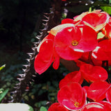 Red Crown of Thorns Plant Live, Crown of Thorns Live Plant, 4 Inc Potted, Perennial Succulent Plant Live