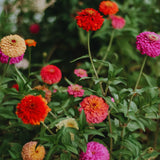 2 Mix Zinnia Plants Live, Zinnia Live Plants for Planting, Flower Plant Tree, 4 Inches Pot